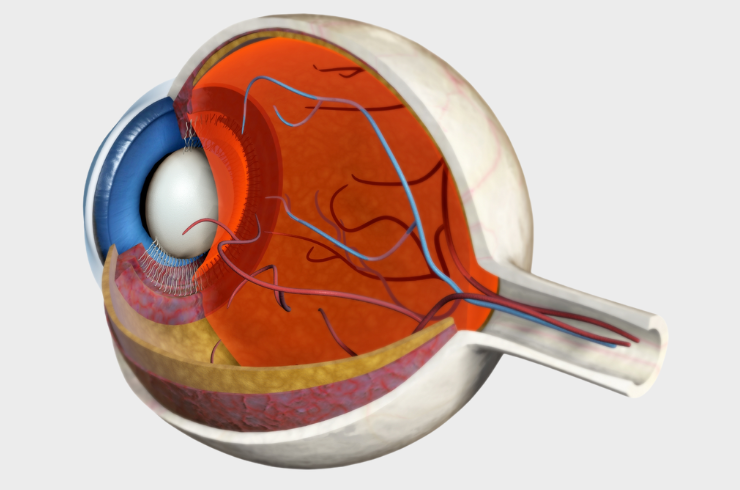 vitreo retina.png